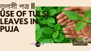 তুলসী পত্র || Use of Tulsi leaves in puja